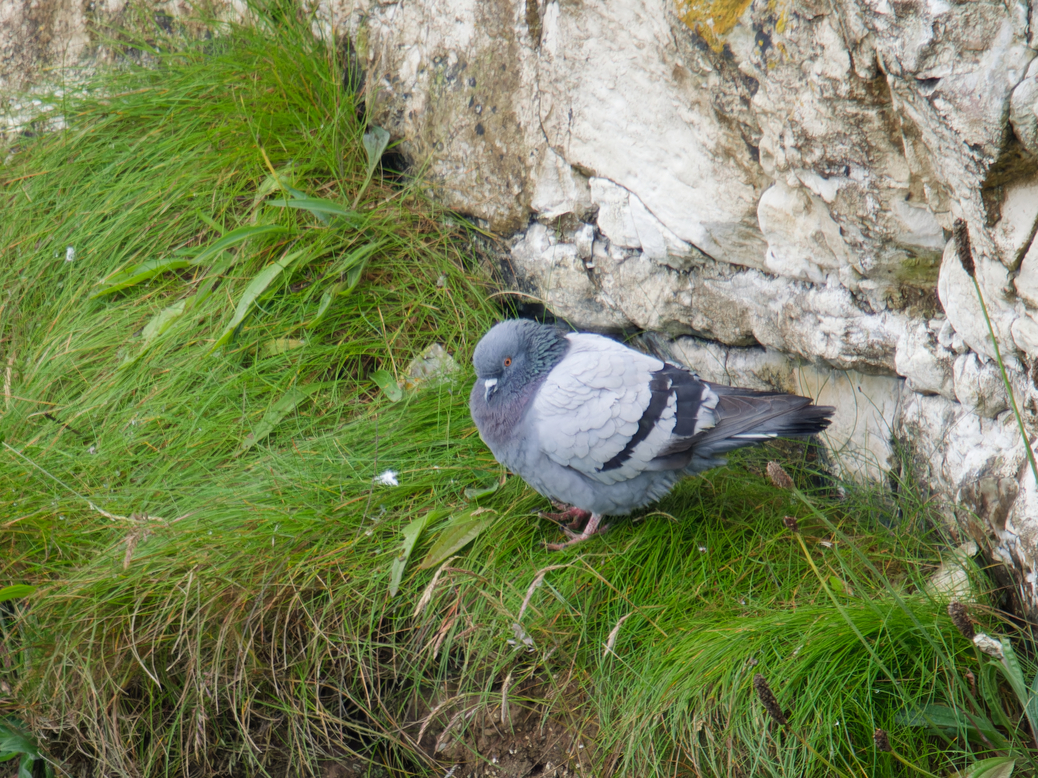 Photo of Rock Dove